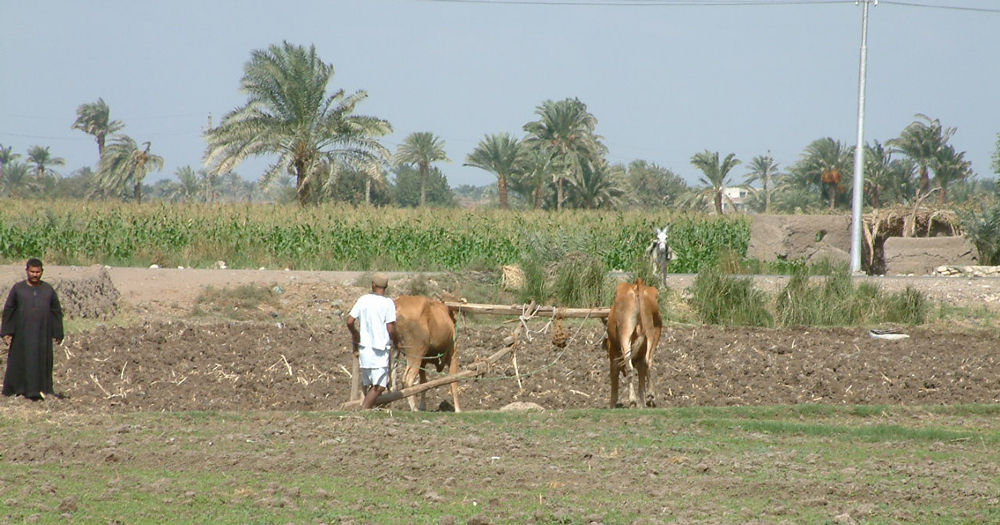 Traditional Ploughing at Byhamu