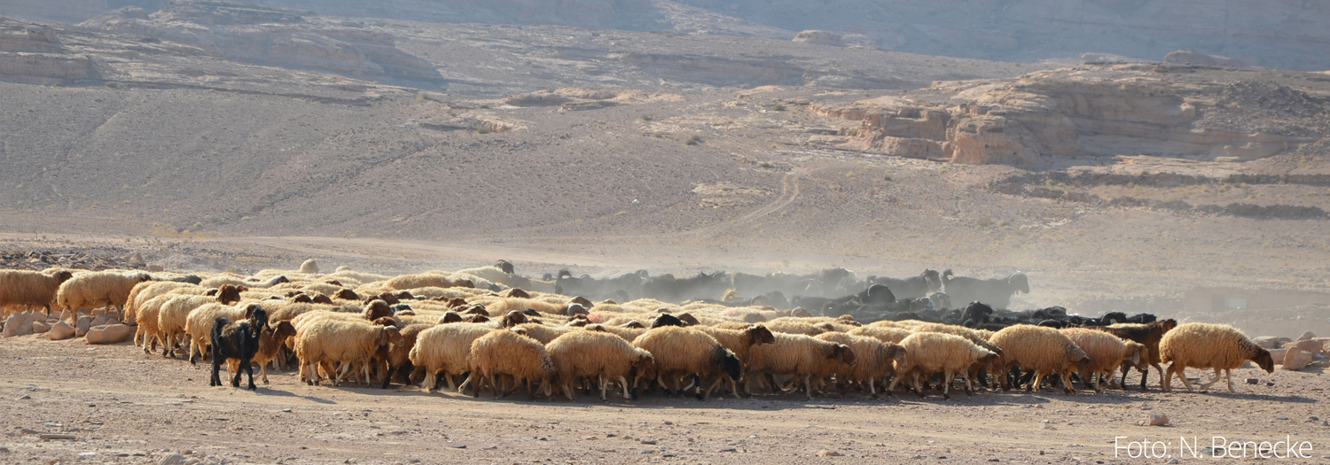 Schaf- und Ziegenherde in Humayma/Jordanien| Foto: N. Benecke